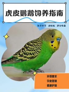 虎皮鹦鹉配对饲养与繁殖指南（三只虎皮鹦鹉两母一公怎么喂养）