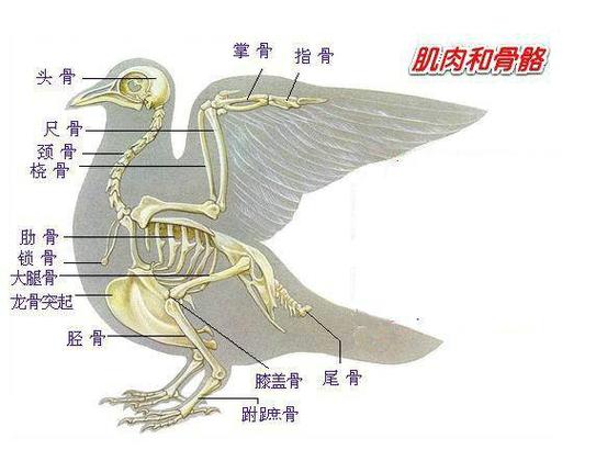 羽色体型栖息呼吸全体现自然选择（生物鸟的结构图）