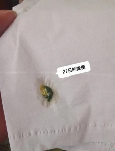 鹦鹉粪便颗粒状？看健康！（鹦鹉不消化拉出来的还有颗粒）