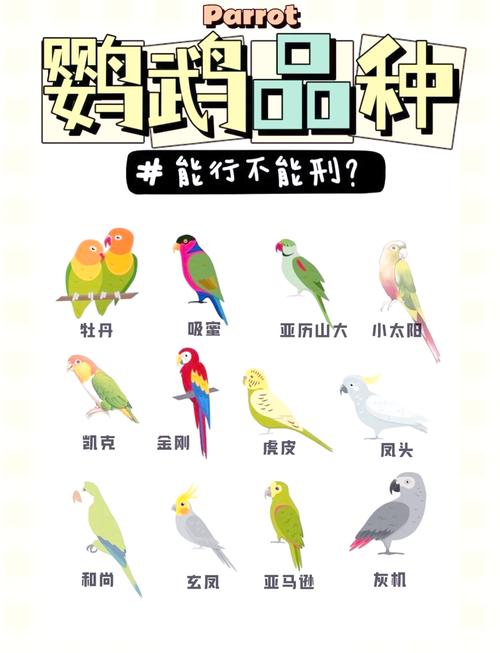 这几种可养，保护种需标识（哪几种鹦鹉可以合法饲养）