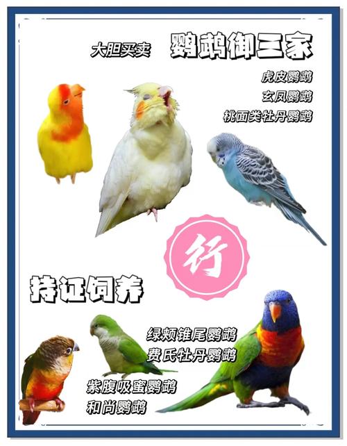 武汉合法养鹦鹉品种有哪些?(哪些鹦鹉可以合法饲养) 武汉合法养鹦鹉品种有哪些?(哪些鹦鹉可以合法饲养)