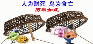 贪婪害人，财富需有度（人为财死鸟为食亡告诉我们什么道理）