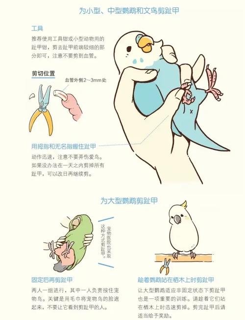 鹦鹉剪指甲出血怎么办?(鹦鹉指甲流血怎么止血) 鹦鹉剪指甲出血怎么办?(鹦鹉指甲流血怎么止血)