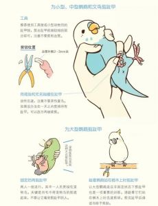 鹦鹉剪指甲出血怎么办？（鹦鹉指甲流血怎么止血）