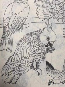 工笔画白描鹦鹉，线条生动传神（鹦鹉工笔白描图片）