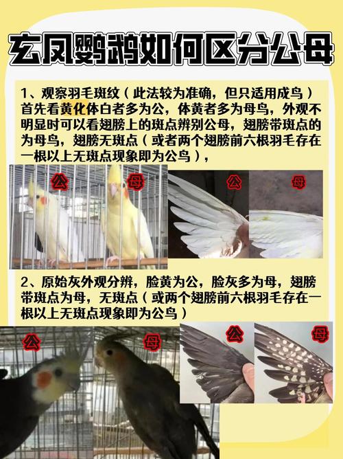 鹦鹉公母图解，新手快速分辨性别（鹦鹉公母怎么分别图片）
