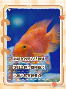 养鹦鹉鱼注意水温水质，供氧勤换水，喂食多样适量，混养选温和鱼（新接来鹦鹉鱼饲养方法和注意事项）