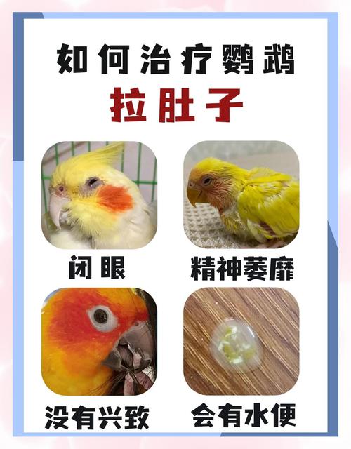 鹦鹉拉肚子怎么办?(鹦鹉拉肚子喂阿莫西林有用吗) 鹦鹉拉肚子怎么办?(鹦鹉拉肚子喂阿莫西林有用吗)