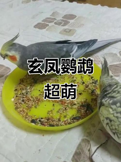 安静亲人,多品种好宠物(腮红鸡是什么鹦鹉) 安静亲人,多品种好宠物(腮红鸡是什么鹦鹉)