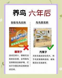 鹦鹉到家静养2-3天，保暖安静别打扰（鹦鹉刚到家需要静养几天）