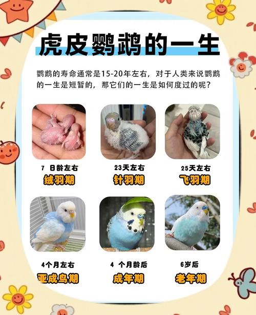 鹦鹉公母图解，新手快速分辨性别（鹦鹉公母怎么分别图片）