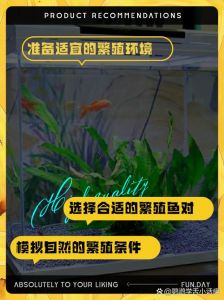新手养鹦鹉鱼，注意水质和喂食，保持健康鲜艳（新手鹦鹉鱼饲养方法和注意事项有哪些）