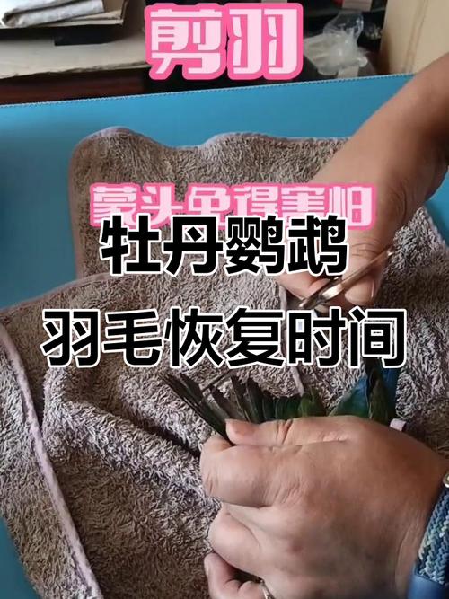鹦鹉剪断翅膀能长好?科学护理助恢复!(鹦鹉的翅膀剪了可以长出来) 鹦鹉剪断翅膀能长好?科学护理助恢复!(鹦鹉的翅膀剪了可以长出来)