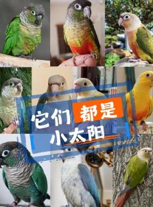 独特黄色边缘，性格亲人，新手优选（黄边小太阳鹦鹉和绿颊小太阳鹦鹉哪个好）