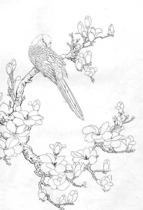 工笔画白描鹦鹉，线条生动传神（鹦鹉工笔白描图片）