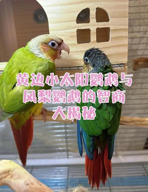 色彩性格大不同(凤梨和肉桂小太阳鹦鹉有什么区别) 色彩性格大不同(凤梨和肉桂小太阳鹦鹉有什么区别)
