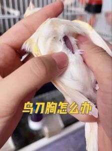 鹦鹉刀胸怎么办？营养饮食是关键！（两个半月鹦鹉不精神刀胸怎么回事）