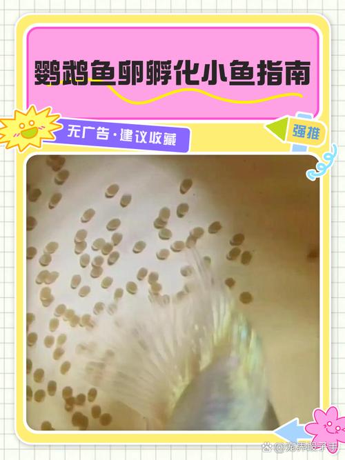 培育桃心迷你鹦鹉鱼，快速生长，繁殖简单易饲养（桃心迷你鹦鹉鱼是怎么培养出来的）