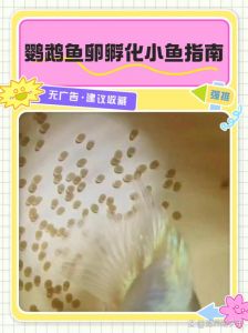 培育桃心迷你鹦鹉鱼，快速生长，繁殖简单易饲养（桃心迷你鹦鹉鱼是怎么培养出来的）
