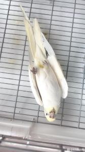 警惕！鹦鹉死亡前征兆及保护野外鹦鹉（鹦鹉死亡照片）