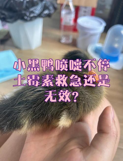 鸟拉稀喷嚏不用土霉素,预防治疗有讲究(鸟拉稀打喷嚏土霉素有用吗) 鸟拉稀喷嚏不用土霉素,预防治疗有讲究(鸟拉稀打喷嚏土霉素有用吗)