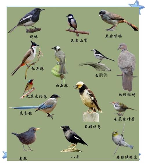 黑枕黄鹂寿带三宝鸟黑卷尾太平鸟(北方常见鸟类图片及名称) 黑枕黄鹂寿带三宝鸟黑卷尾太平鸟(北方常见鸟类图片及名称)