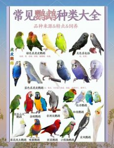 绿果绿豆或Green？（给纯绿的鹦鹉取名是什么）