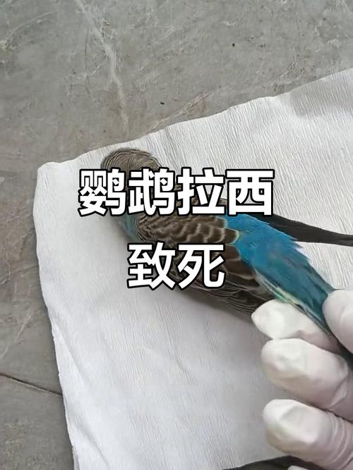 人类活动导致鹦鹉灭绝(鹦鹉同伴死了会伤心) 人类活动导致鹦鹉灭绝(鹦鹉同伴死了会伤心)