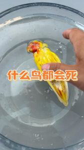 别吓鹦鹉，小心它们撞笼受伤！（鹦鹉会被吓死吗）