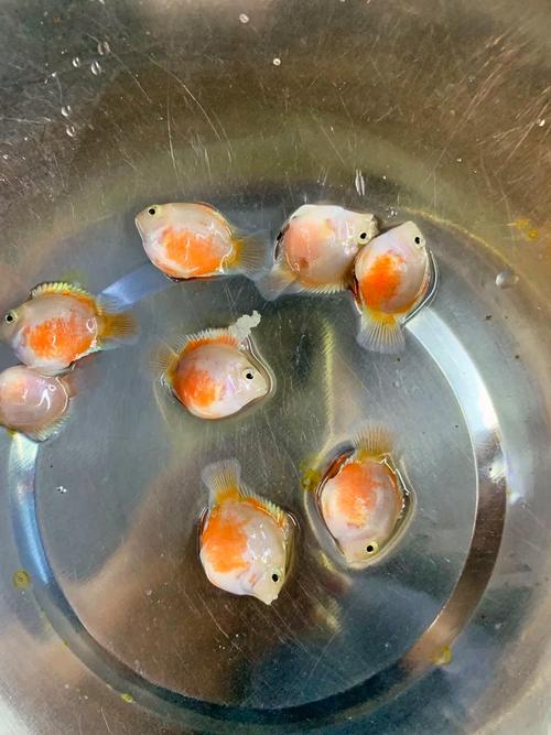 白迷你鹦鹉鱼公母分辨法(白迷你鹦鹉鱼怎么分辨公母图片) 白迷你鹦鹉鱼公母分辨法(白迷你鹦鹉鱼怎么分辨公母图片)