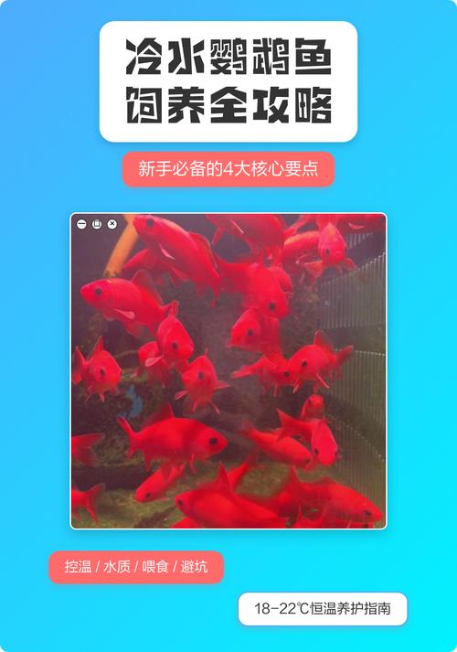 水温20-25℃，勤换晒太阳水（冷水鹦鹉鱼饲养方法和注意事项）