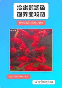 水温20-25℃，勤换晒太阳水（冷水鹦鹉鱼饲养方法和注意事项）