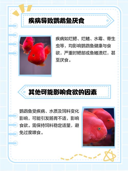 鹦鹉鱼不吃食怎么办?(鹦鹉鱼不吃食是什么原因) 鹦鹉鱼不吃食怎么办?(鹦鹉鱼不吃食是什么原因)
