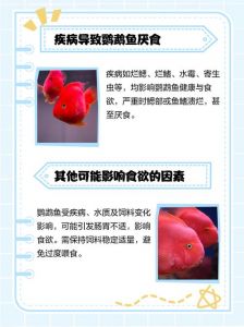 鹦鹉鱼不吃食怎么办？（鹦鹉鱼不吃食是什么原因）