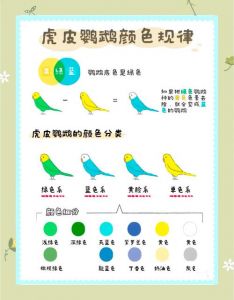 虎皮鹦鹉蓝绿基因遗传复杂，影响颜色深浅和组合（蓝色和绿色的虎皮鹦鹉能生出什么颜色的）