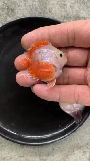 好养易养,新手也能轻松养!(胭脂粉迷你鹦鹉鱼) 好养易养,新手也能轻松养!(胭脂粉迷你鹦鹉鱼)